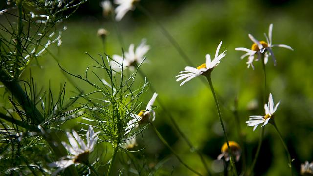 Päivänkakkaroita auringossa. Kuva: Eeva Anundi.