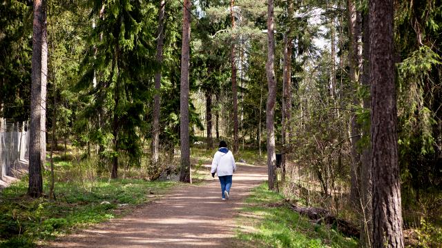 Ihminen kävelemässä metsäpolulla  aurinkoisena päivänä. Kuva: Eeva Anundi.