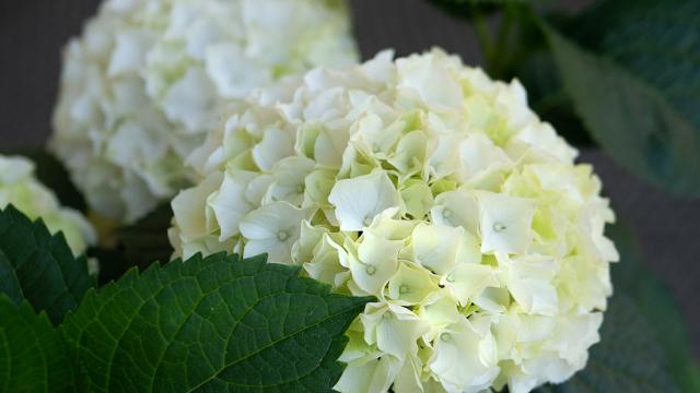 Koristeelliset valkoiset kukkaset.