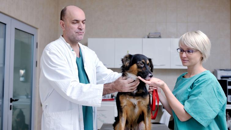 Eläinlääkäri, -hoitaja ja potilaana oleva koira hoitopöydällä