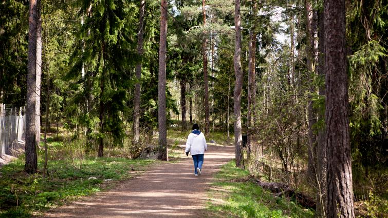 Ihminen kävelemässä metsäpolulla aurinkoisena päivänä. Kuva: Eeva Anundi.