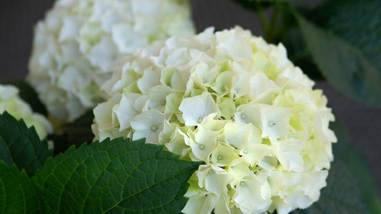 Koristeelliset valkoiset kukkaset.